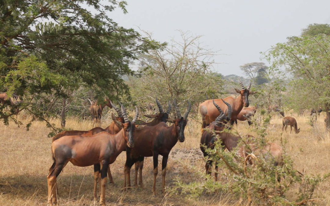 3 days in kidepo valley national park