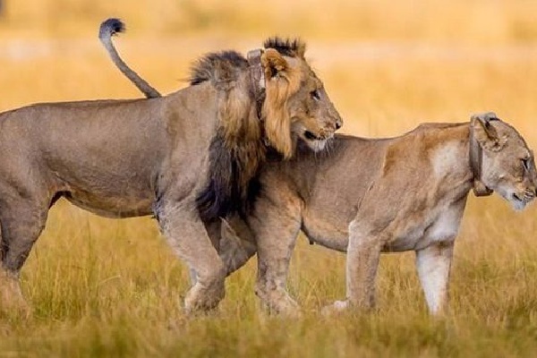 Primates and big cats encounter (6 days)