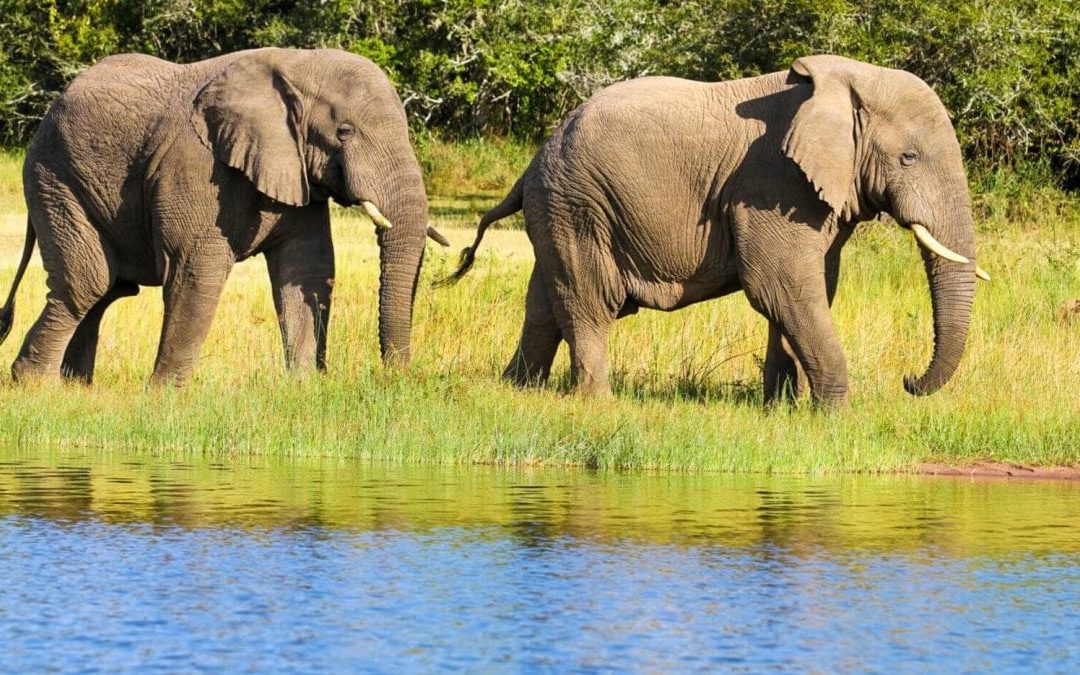 Wildlife and water in akagera national park 3-day tour