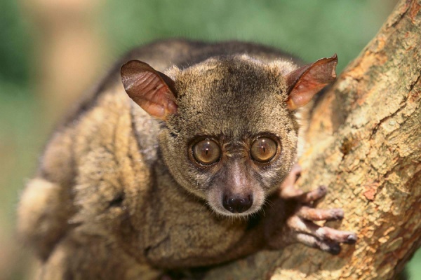 3 Days Lake Mburo National Park tour.