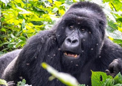 2 Days Congo Gorilla Trek Experience