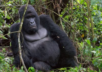 Rwanda and Congo Gorilla tracking (5 days)