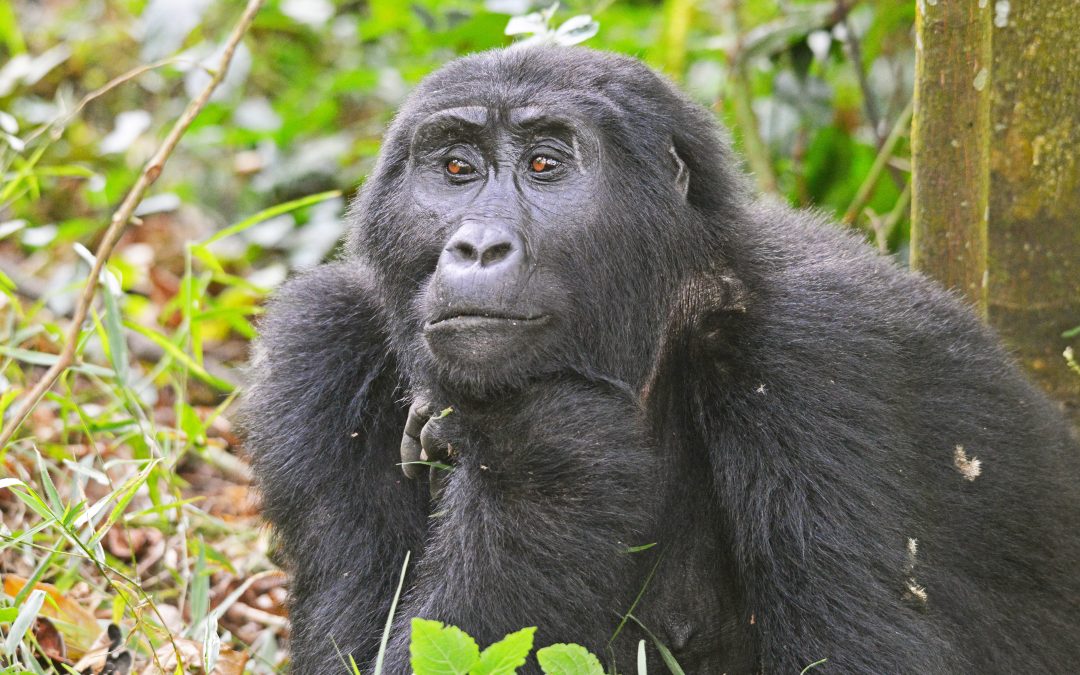 Congo’s Lowland Gorillas vs Rwanda’s Mountain Gorillas: What Makes Each Encounter Unique?