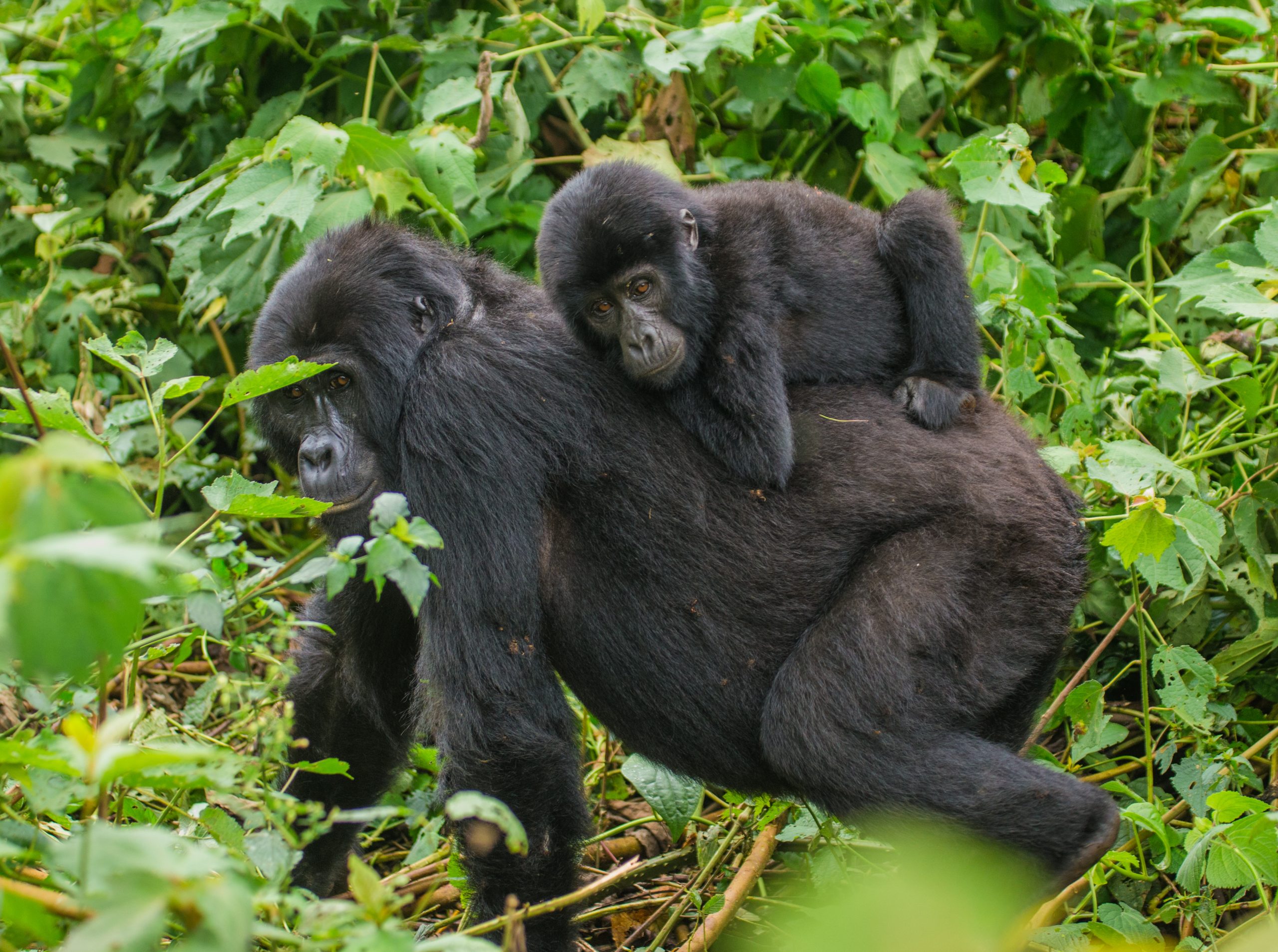 image_primate_safaris_in_east_africa_native_expeditions_east_africa