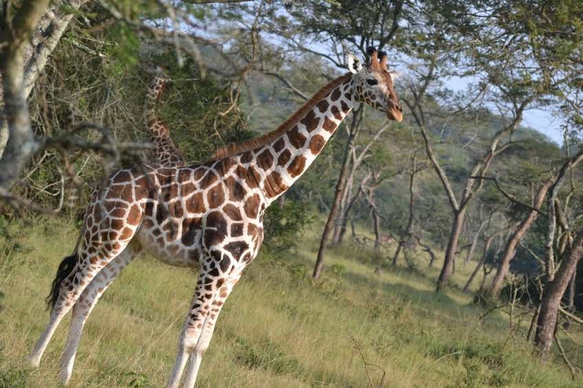 image_giraffe_in_lake_mburo_national_park