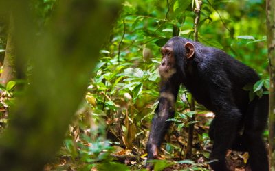 12 days friendly neighbours’ primate bonanza
