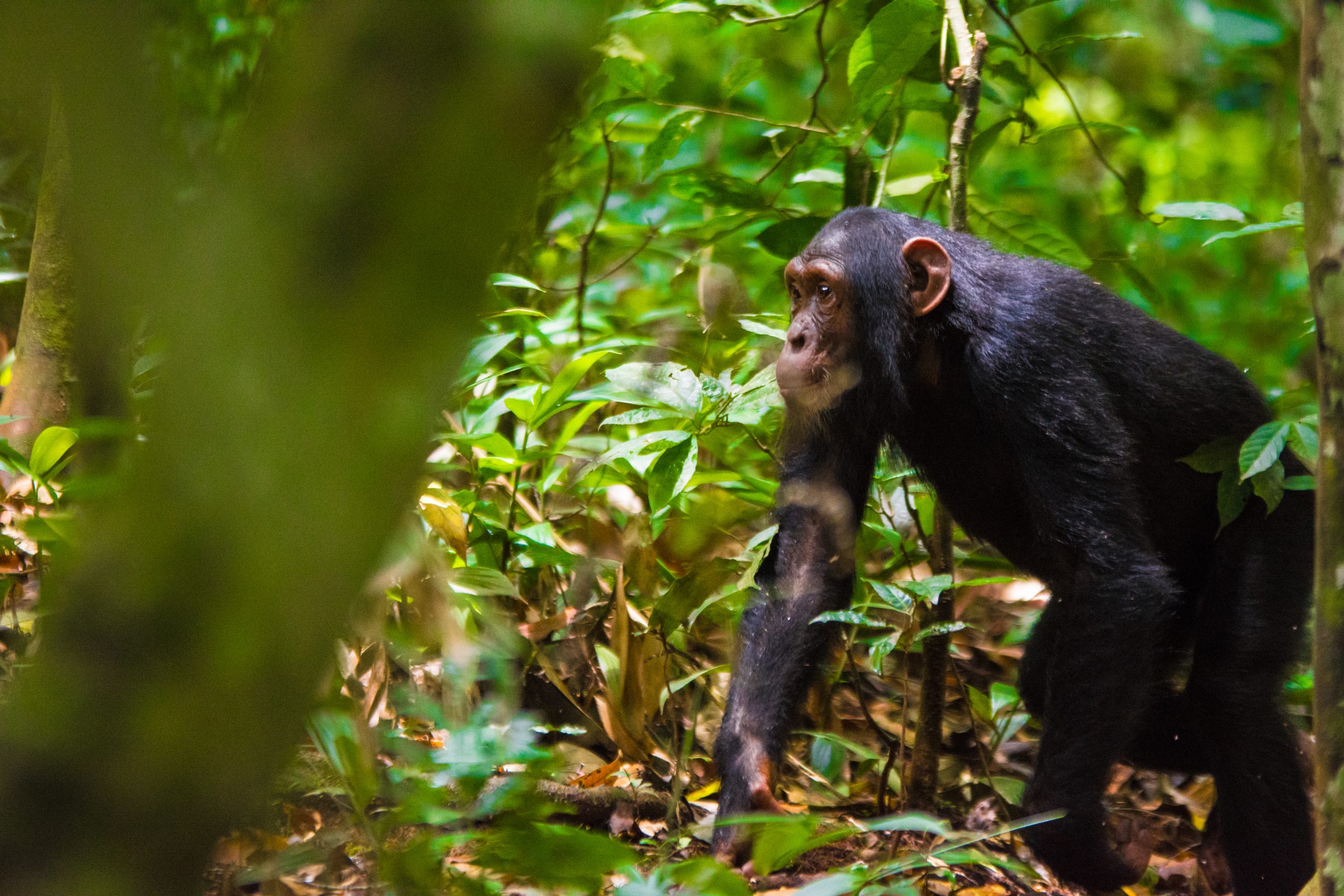 image_primate_safaris_in_east_africa_native_expeditions_east_africa