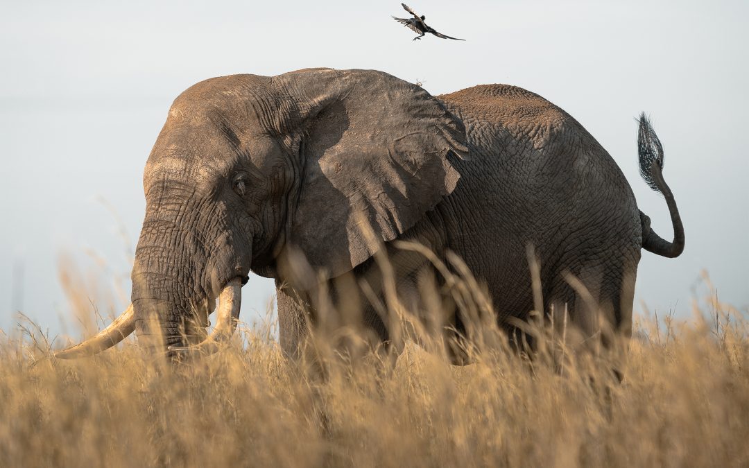 4-Day Tsavo and Amboseli Safari