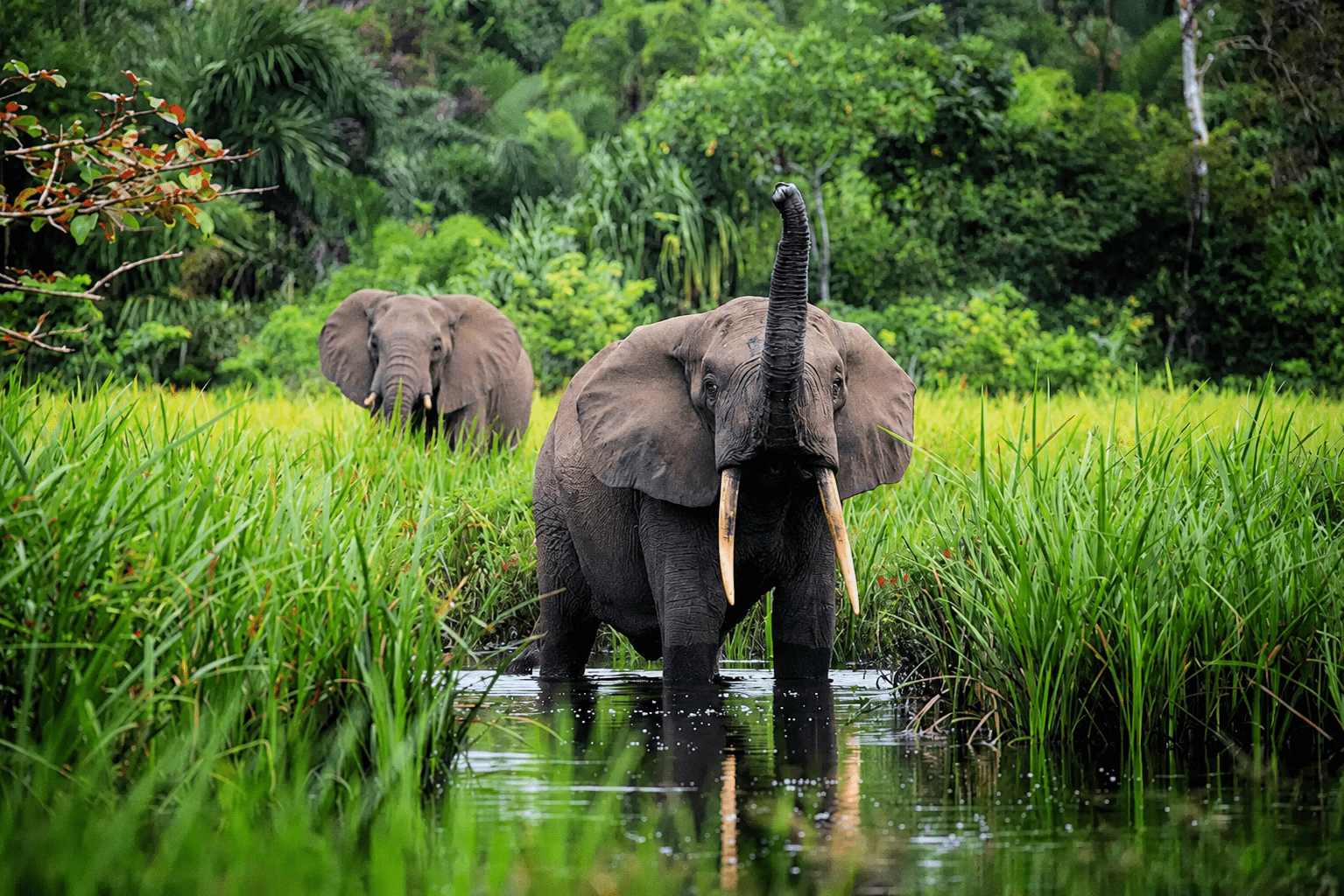 image_great_migration_in_serengeti_tanzania