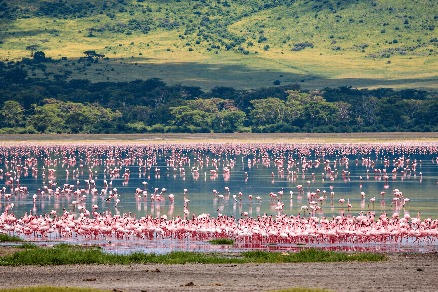 image_flamingos_in_tanzania