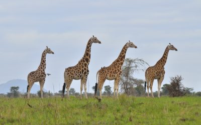 10-Day Uganda & Tanzania Safari