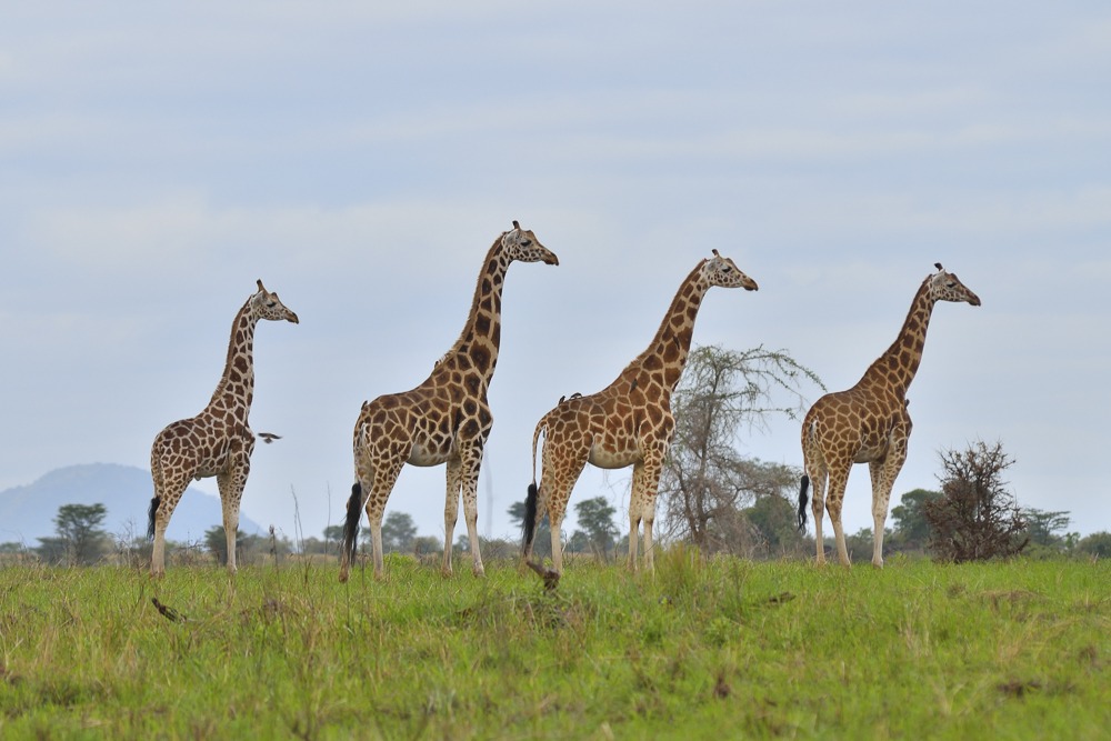 10-Day Uganda & Tanzania Safari