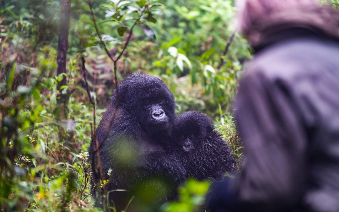 4-Day Rwanda Gorilla and Wildlife Safari