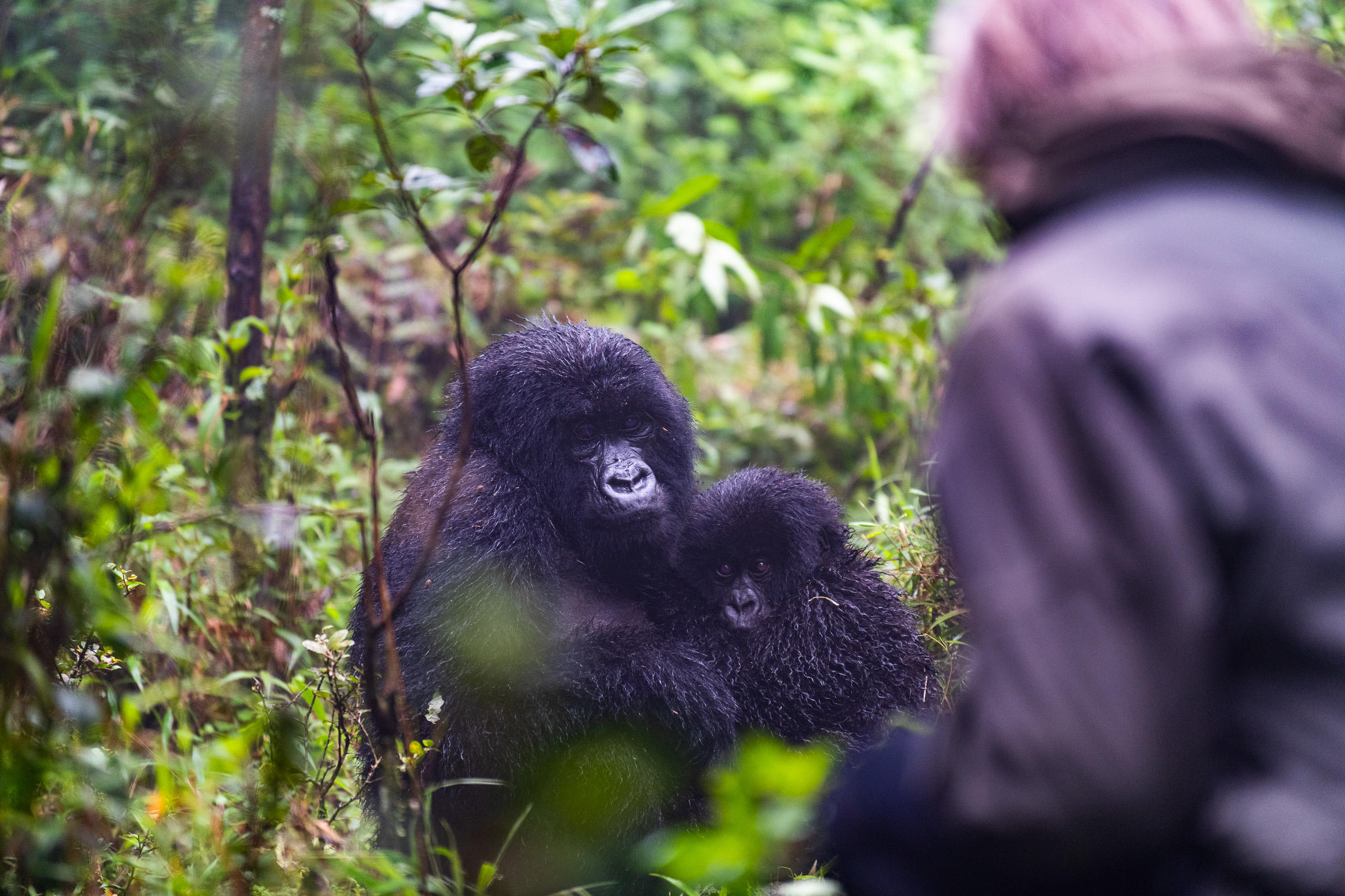 image_gorilla_in_rwanda