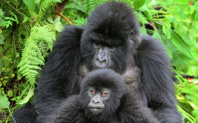3-Day Rwanda Gorilla and Golden Monkey Safari
