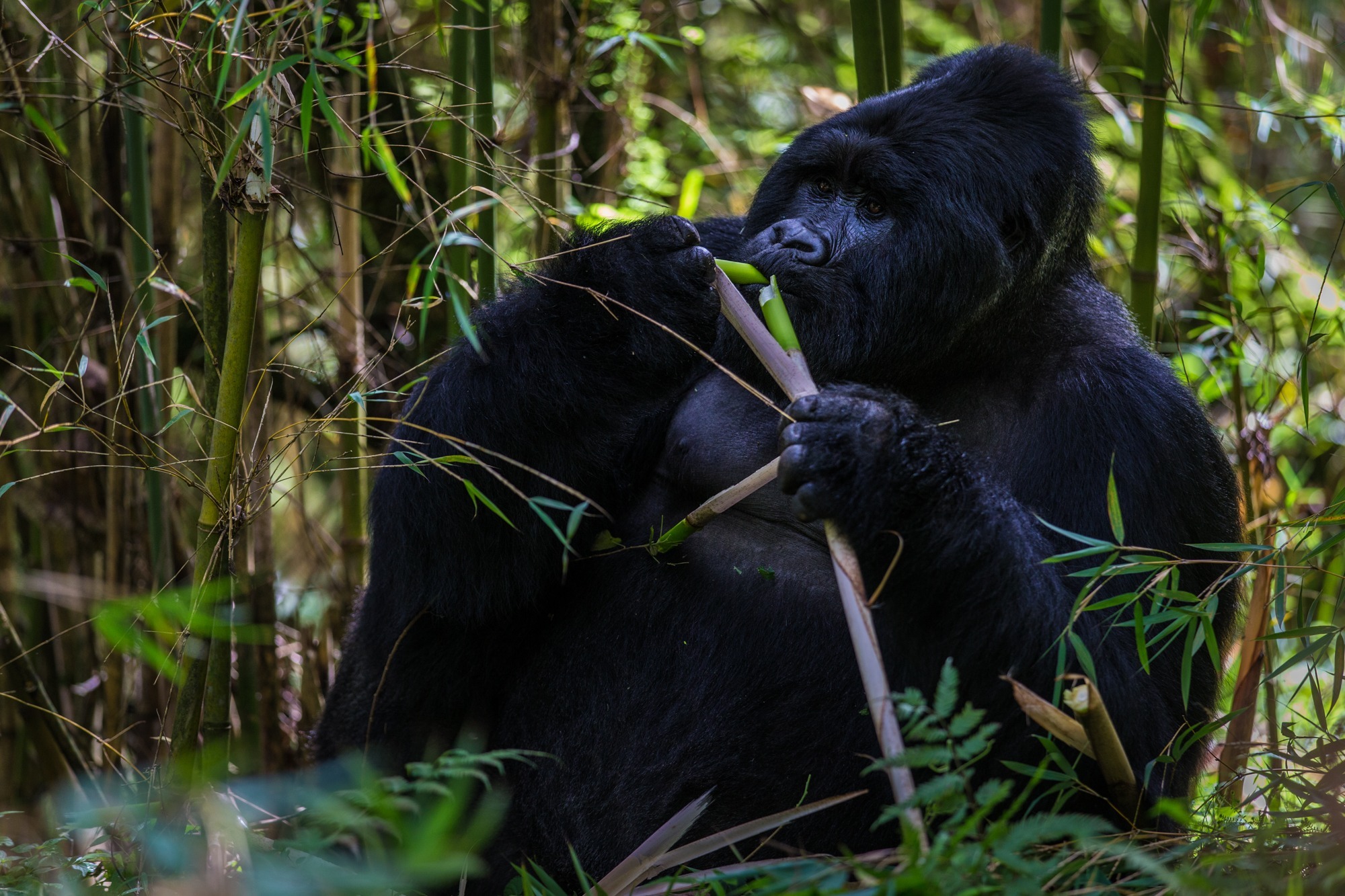 image_primate_safaris_in_east_africa_native_expeditions_east_africa