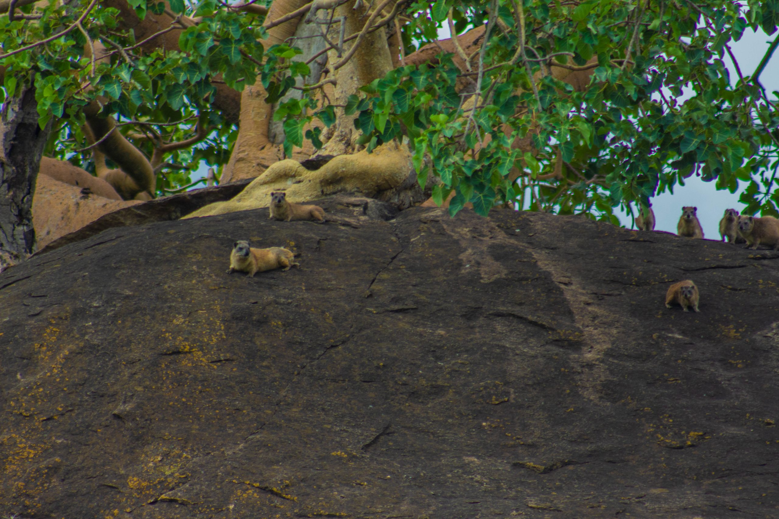 image_herd_of_elephants_in_kidepo_valley_national_park
