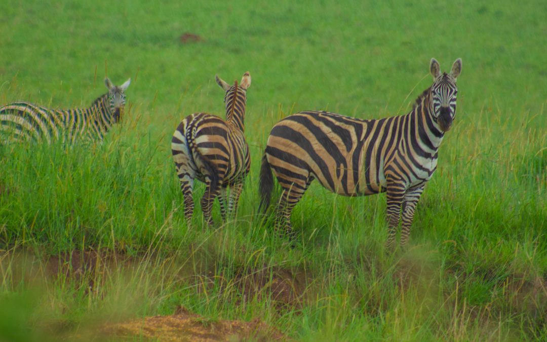 4-Day Kidepo Valley Safari