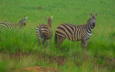 4-Day Kidepo Valley Safari