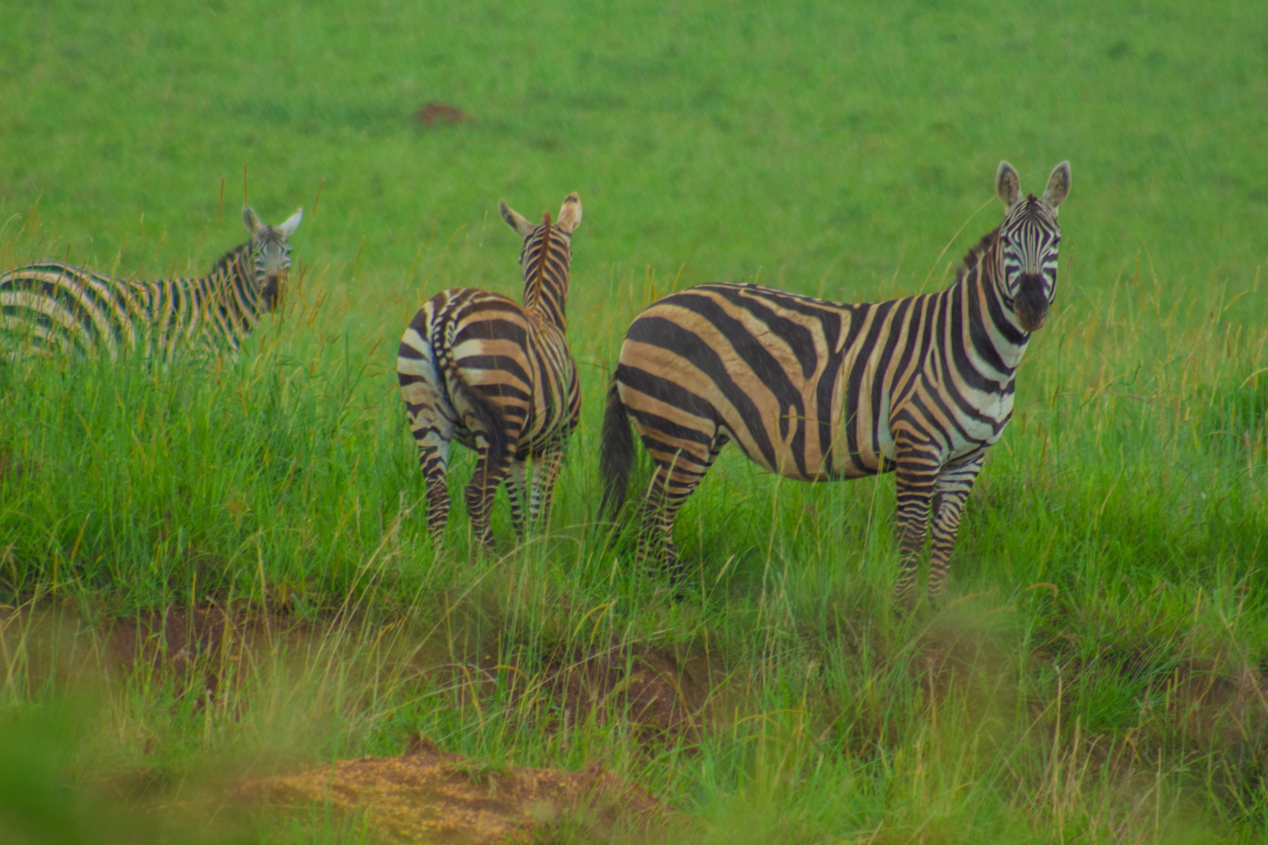 image_kidepo_valley_national_park_uganda