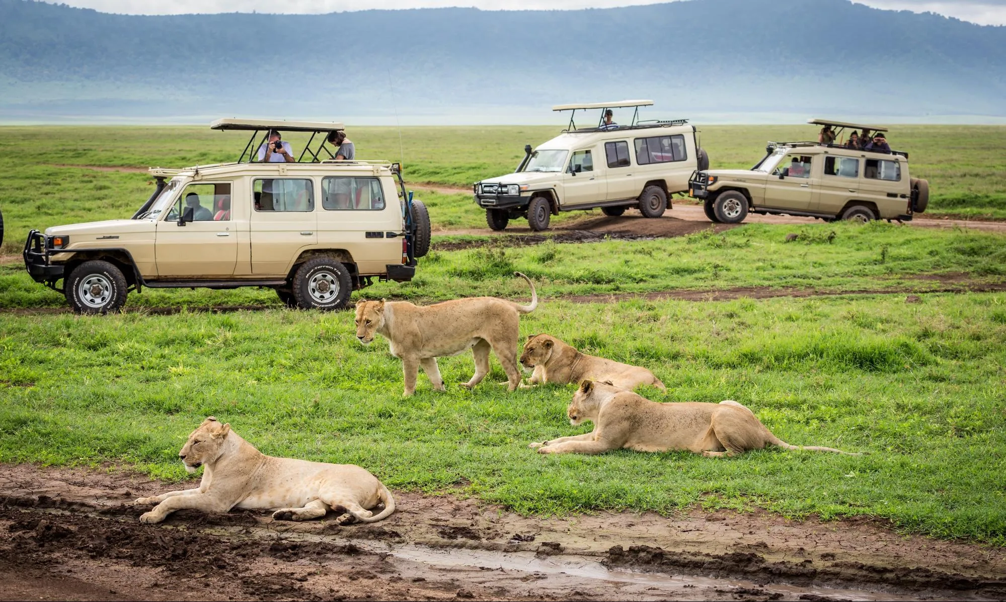 image_serengei_lions_in_tanzania