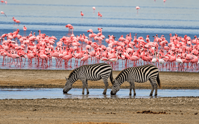 4-Day Highlights of Tanzania Safari