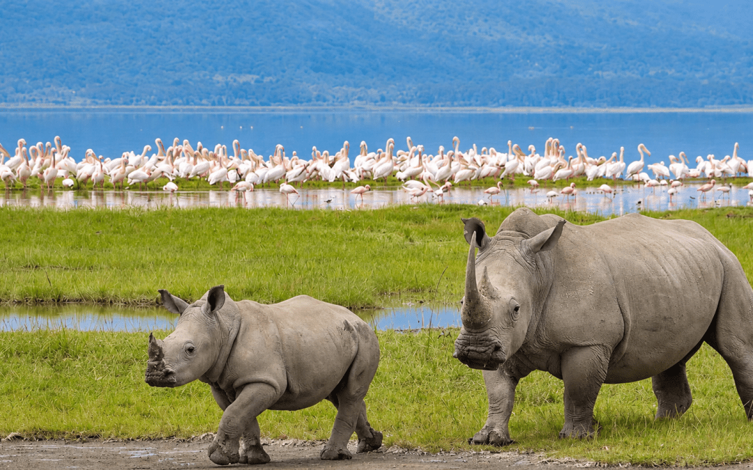 5-Day Kenya Express Safari