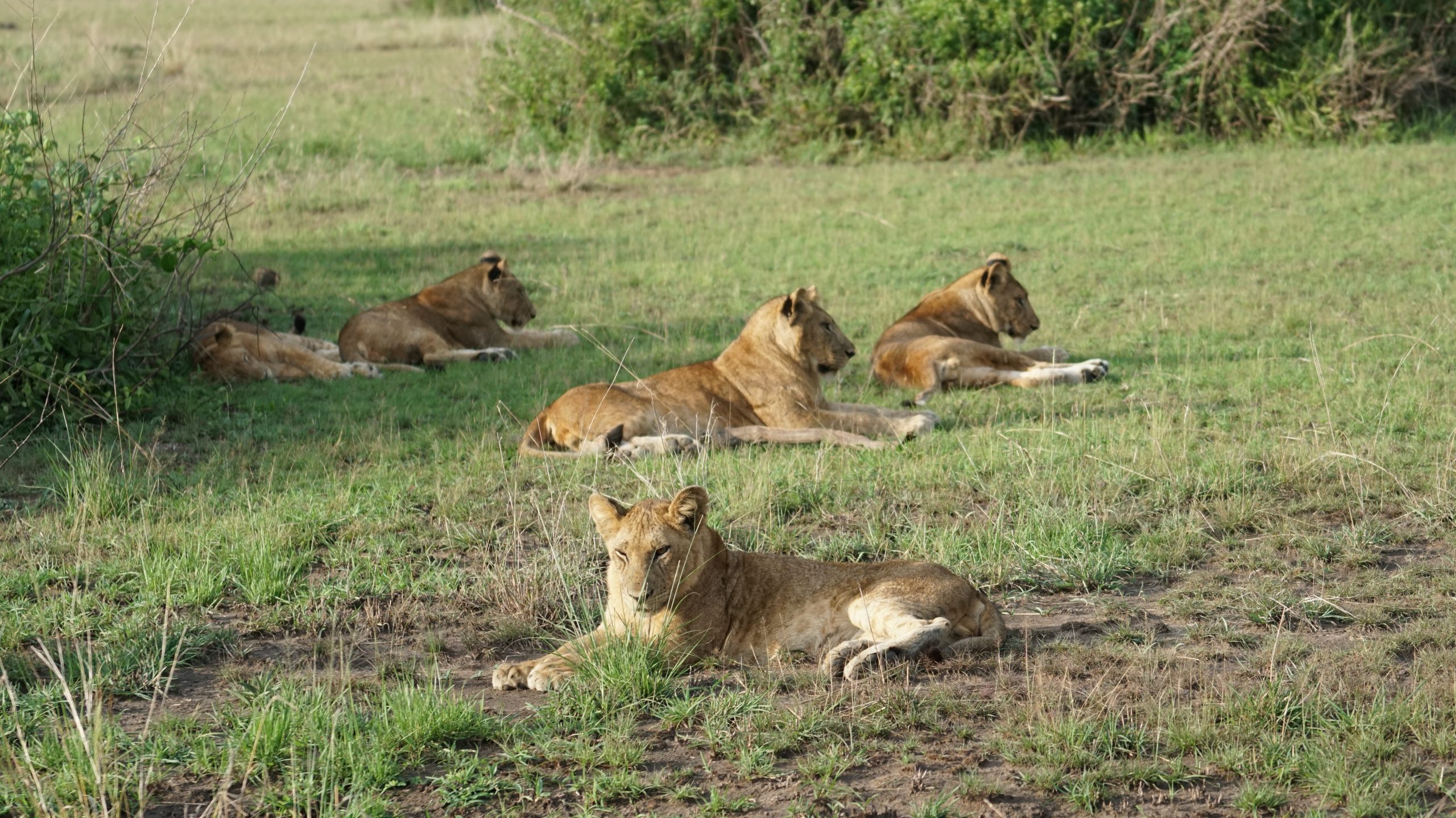 image_lions_in_kenya_native_expeditiions