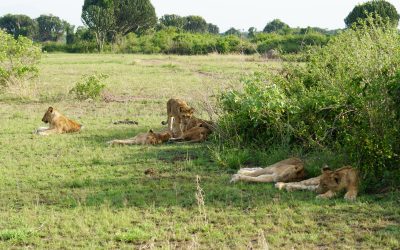 Queen Elizabeth National Park: Uganda’s Remarkable Medley of Wonders