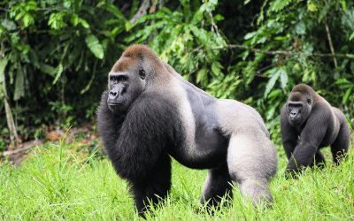 3-Day Kahuzi-Biega Grauer’s Gorilla Trek