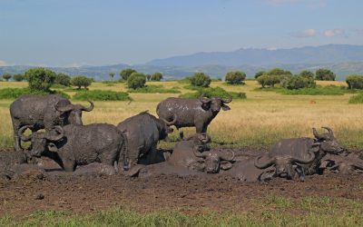 3-Day Queen Elizabeth Wildlife and Community Safari