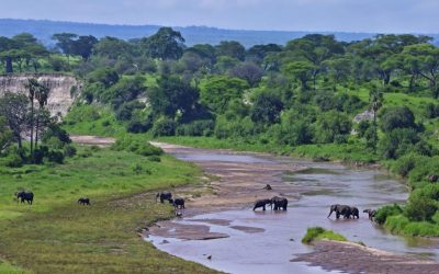 7-Day Kenya and Tanzania Wildlife Safari