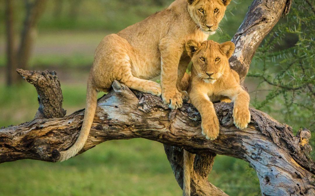 11-Day Uganda & Rwanda Gorilla and Wildlife Safari