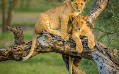 11-Day Uganda & Rwanda Gorilla and Wildlife Safari
