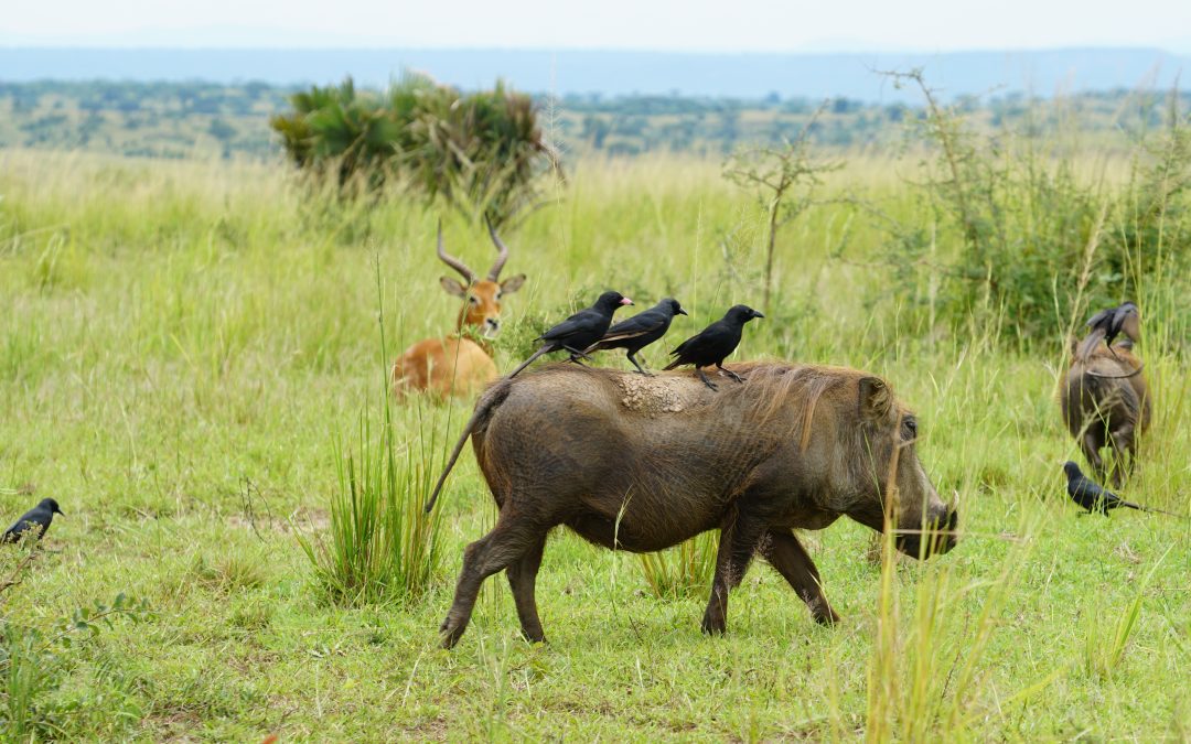 6-Day Uganda Gorilla and Murchison Falls Safari
