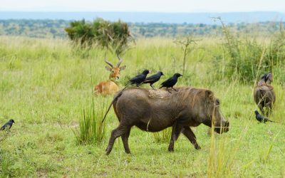 6-Day Uganda Gorilla and Murchison Falls Safari