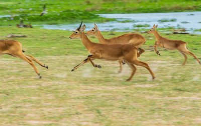 Highlights of East Africa – 11 days Safari