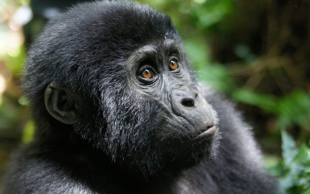 8-Day Uganda & Tanzania Safari: Gorillas and Serengeti