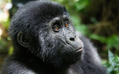 8-Day Uganda & Tanzania Safari: Gorillas and Serengeti
