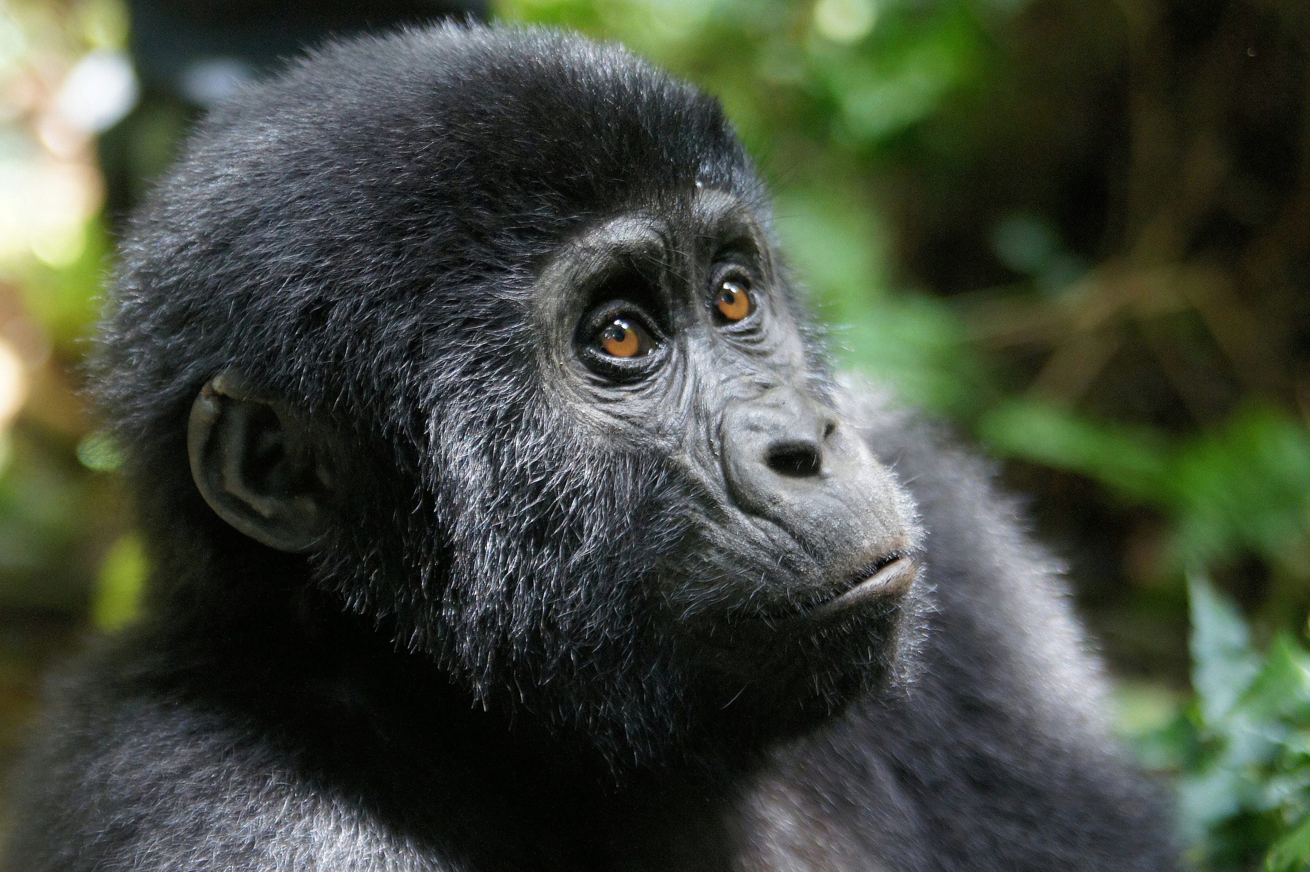 image_baby_gorilla_in_bwindi_impenetrable_national_park