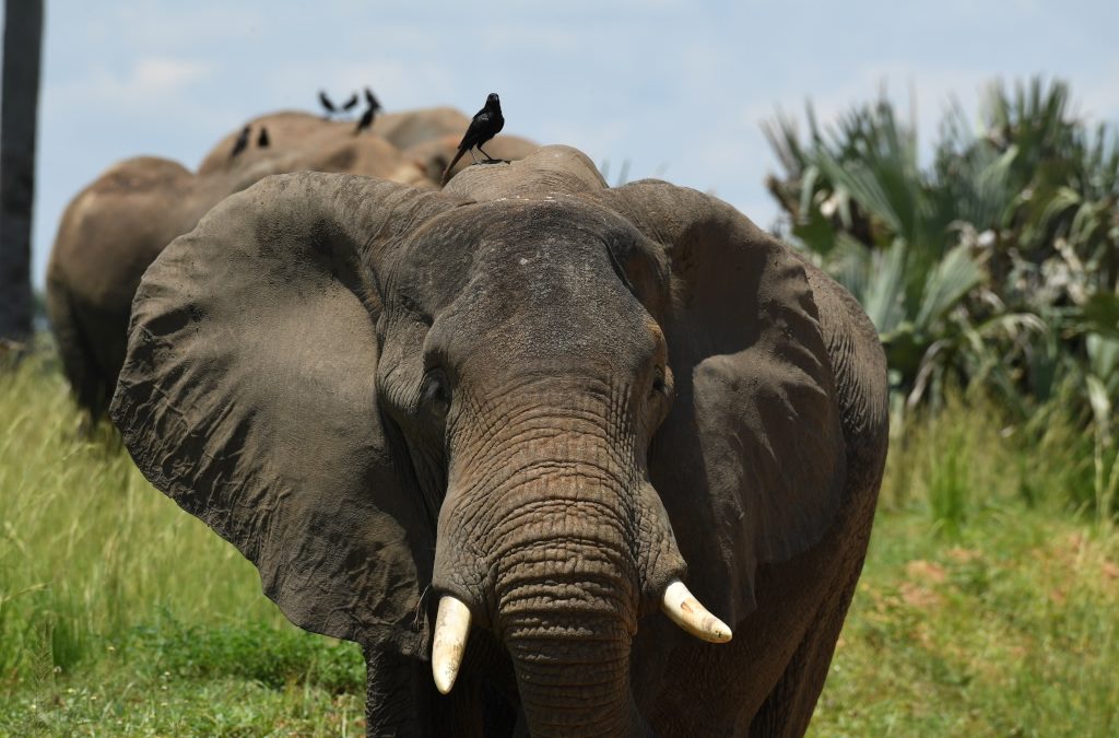 7-Day Tsavo, Amboseli and Maasai Mara Safari