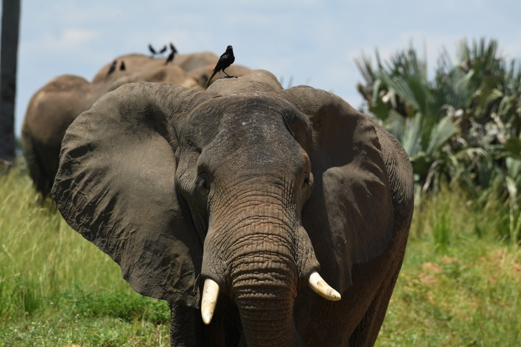 image_elephant_in_amboseli_native_expeditions_safaris